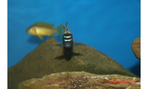 Pseudotropheus membe deep